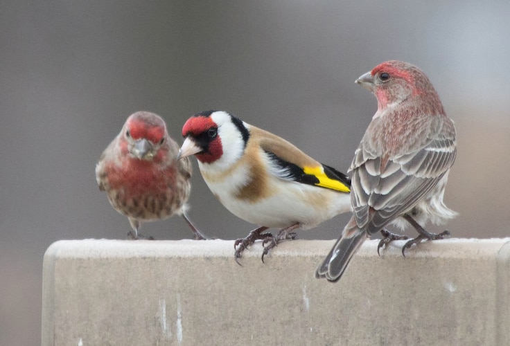 European Goldfinch with House Finches
