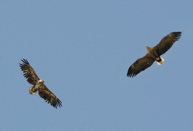 Immature and adult White-tailed Eagles in flight