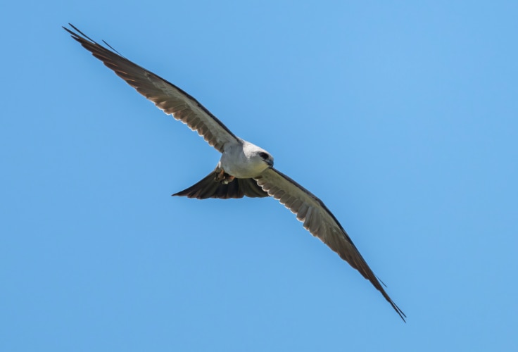Mississippi Kite in flight