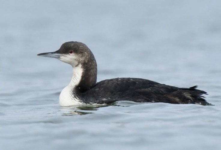 Non-breeding adult Pacific Loon