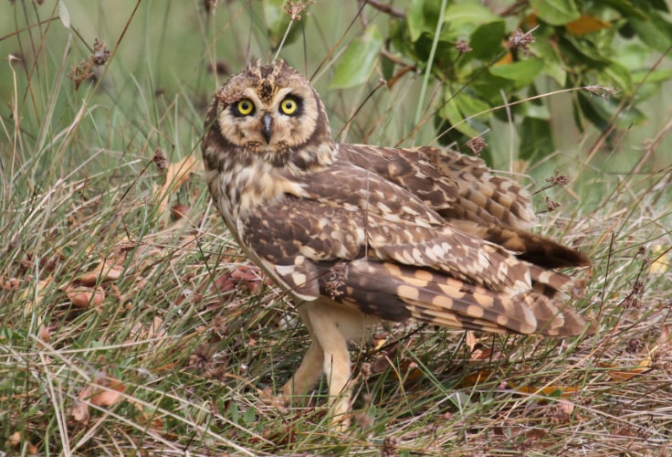Short-eared Owl (Antillean)