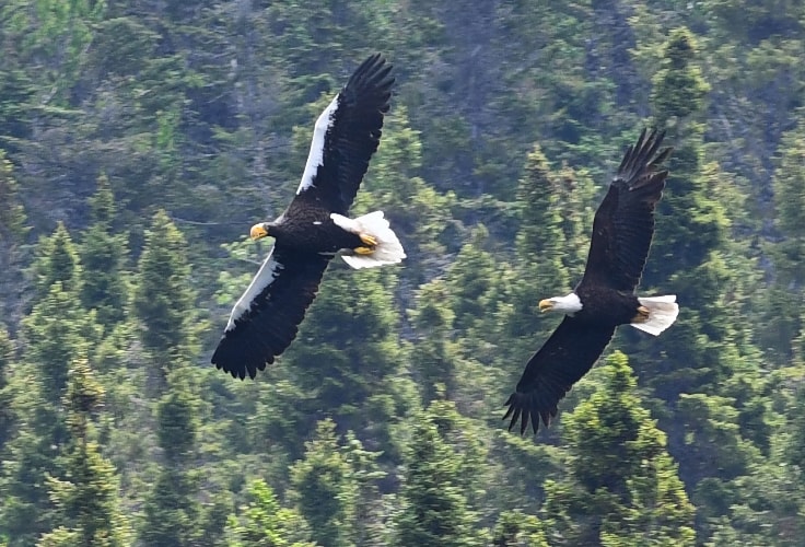 Steller's Sea Eagle and Bald Eagle in flight