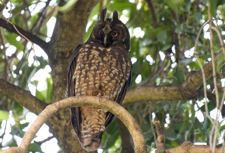Stygian Owl (Asio stygius)