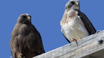 Swainson's Hawks (dark and light morph)