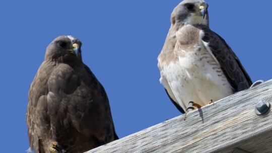 Swainson's Hawks (dark and light morph)