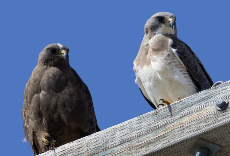 Swainson's Hawks (dark and light morph)