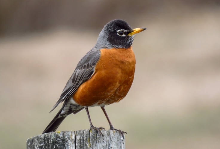 American Robin (Turdus migratorius)