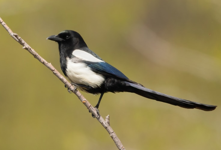Black-billed Magpie (Pica hudsonia)