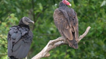 Black Vulture and Turkey Vulture