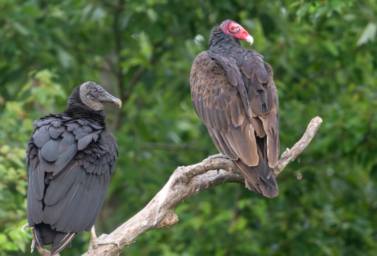 Vultures in North Carolina: ID and Where to Find Them