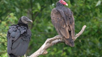 Black Vulture and Turkey Vulture