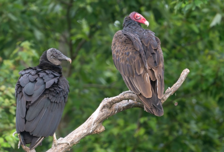 Vultures in North Carolina: ID and Where to Find Them