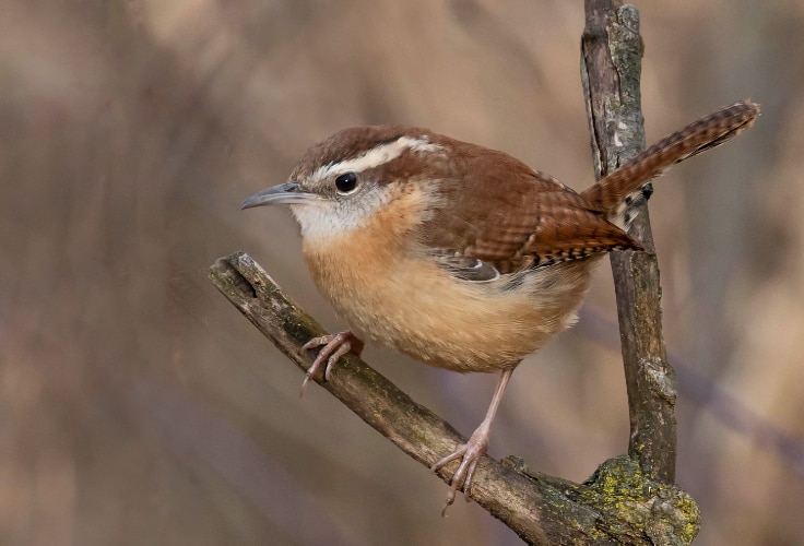 Carolina Wren (Thryothorus ludovicianus)