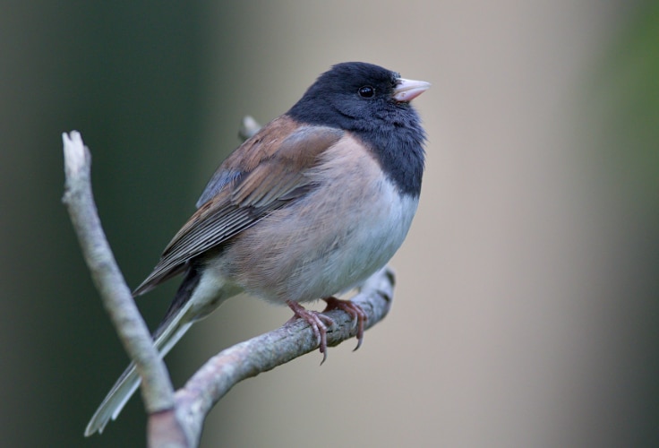 Dark-eyed Junco (Oregon)