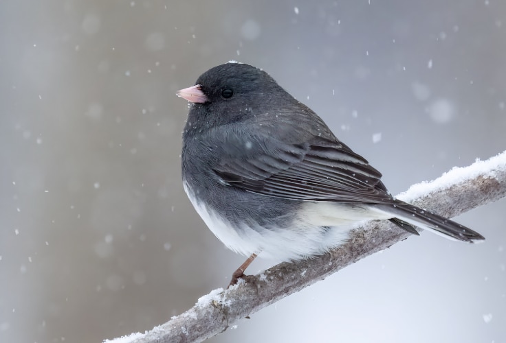 Dark-eyed Junco (Slate-colored)