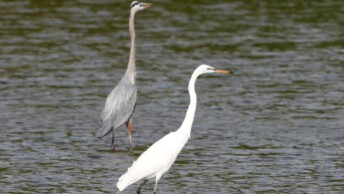 Great Blue Heron and Great Egret