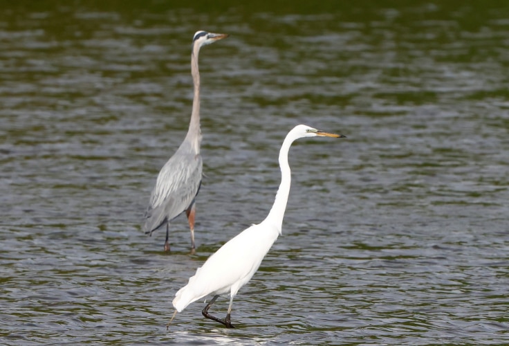 12 Herons in California: Identification, Habitats, and Seasons