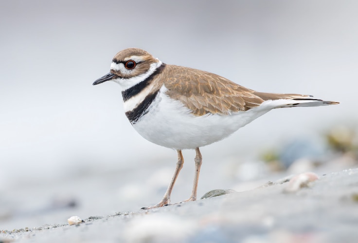 Killdeer (Charadrius vociferus)