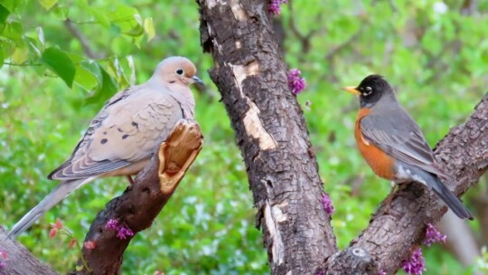 Mourning Dove and American Robin