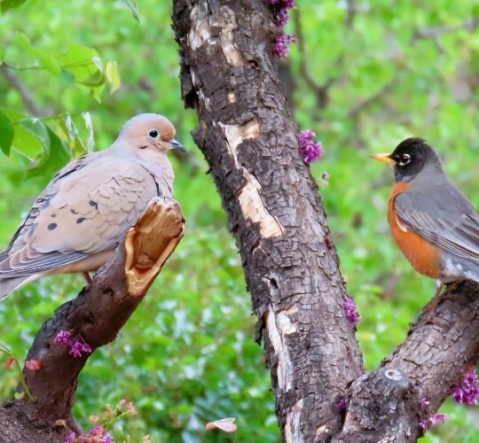 Mourning Dove and American Robin