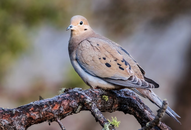 Mourning Dove (Zenaida macroura)