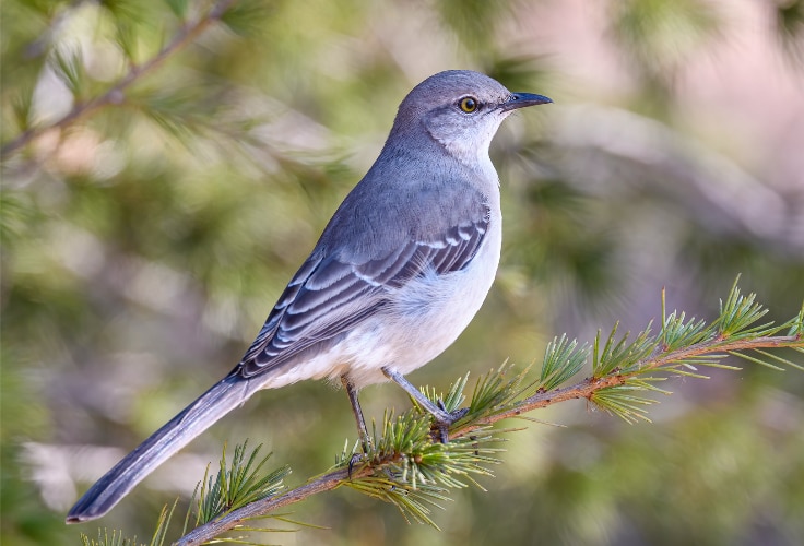 Northern Mockingbird (Mimus polyglottos)