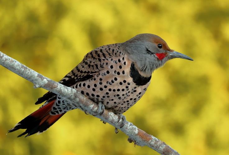 Red-shafted Northern Flicker
