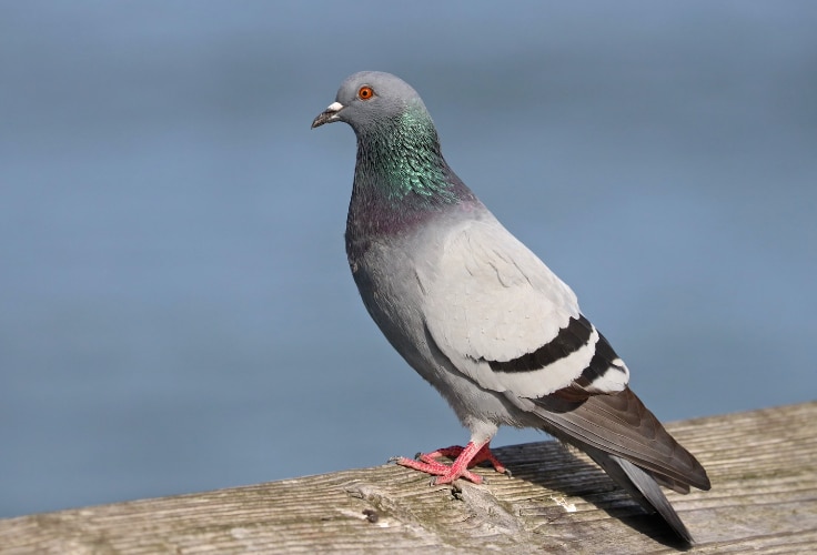 Rock Pigeon (Columba livia)