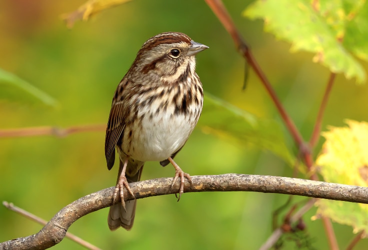 Song Sparrow (Melospiza melodia)