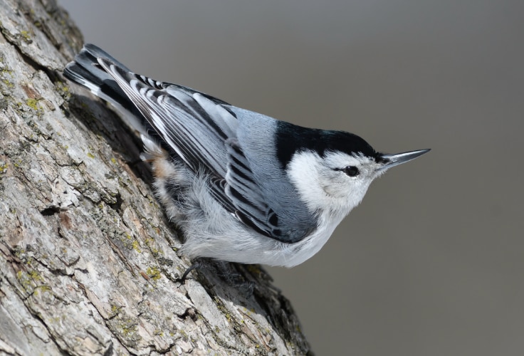 White-breasted Nuthatch (Sitta carolinensis)