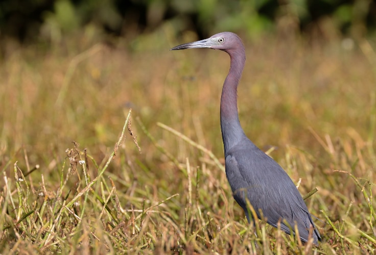 Adult Little Blue Heron
