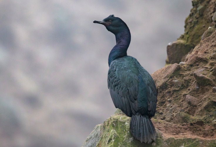 Adult Pelagic Cormorant