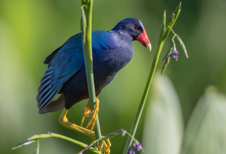 Adult Purple Gallinule