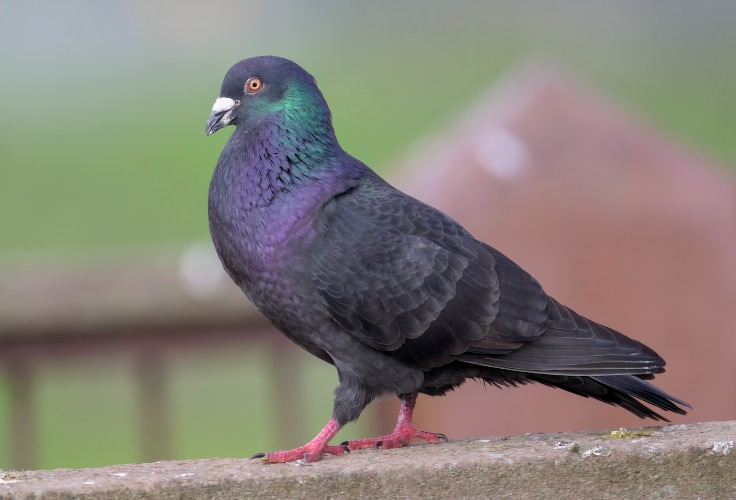 Adult Rock Pigeon