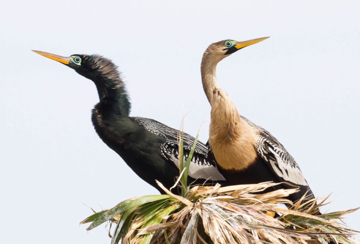 Anhinga pair
