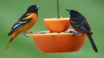 Baltimore Oriole and Orchard Oriole