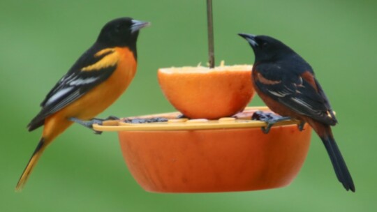 Baltimore Oriole and Orchard Oriole