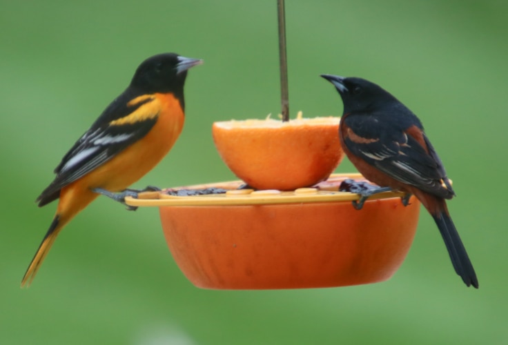 4 Orioles in Michigan: Common Species and Rare Vagrants