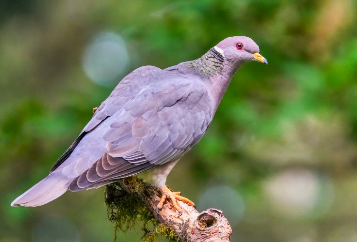 Band-tailed Pigeon (Patagioenas fasciata)