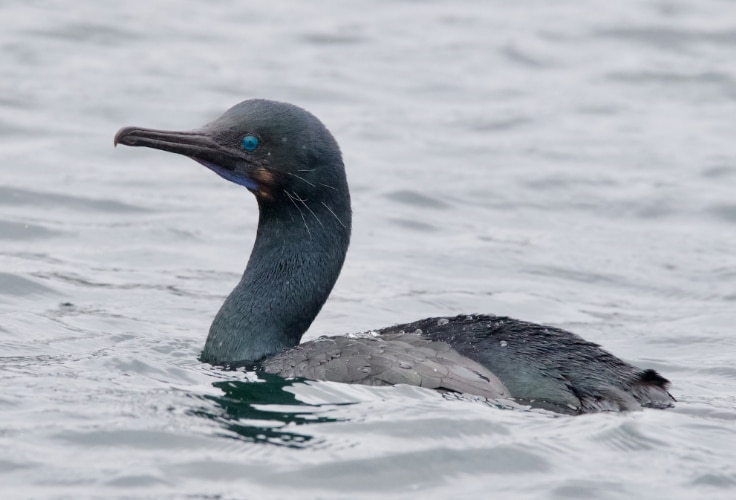 Brandt's Cormorant (Urile penicillatus)