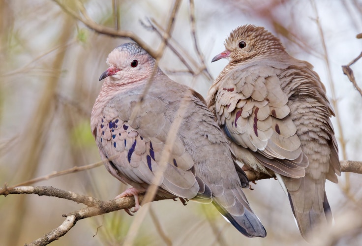 Common Ground Dove pair
