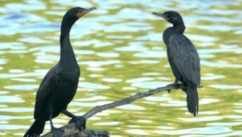 Double-crested Cormorant and Neotropic Cormorant
