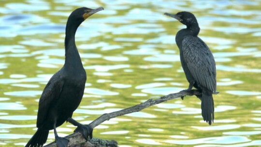 Double-crested Cormorant and Neotropic Cormorant