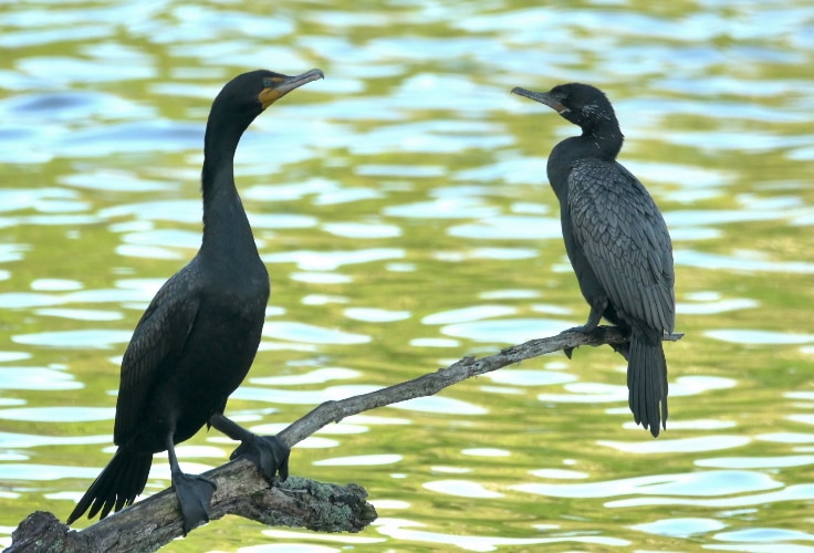 Double-crested Cormorant and Neotropic Cormorant