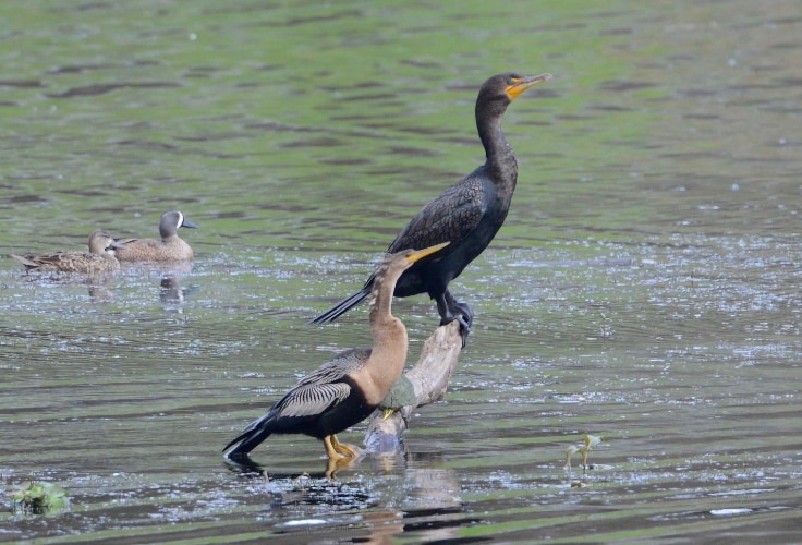 Double-crested Cormorant and Anhinga