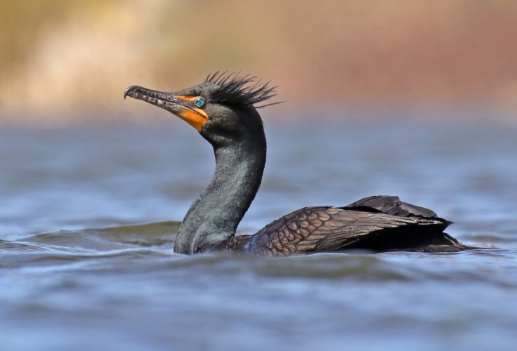Double-crested Cormorant (Nannopterum auritum)