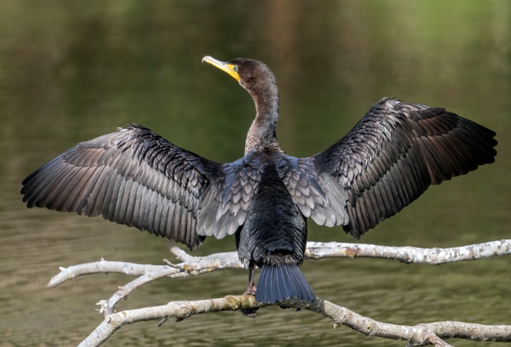 Double-crested Cormorant standing with its wings spread