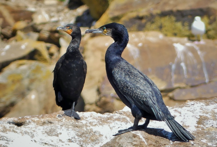 Double-crested Cormorant and Great Cormorant