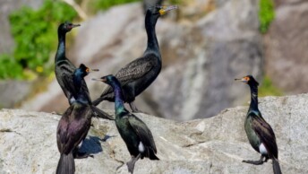 Double-crested, Pelagic, and Red-faced Cormorants