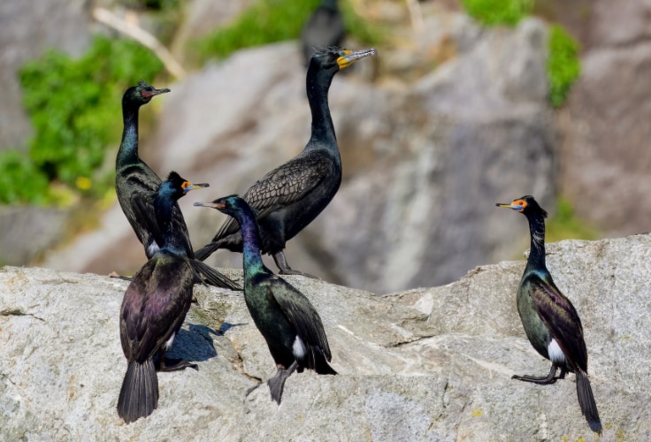 6 Types of Cormorants in North America: Identification Guide